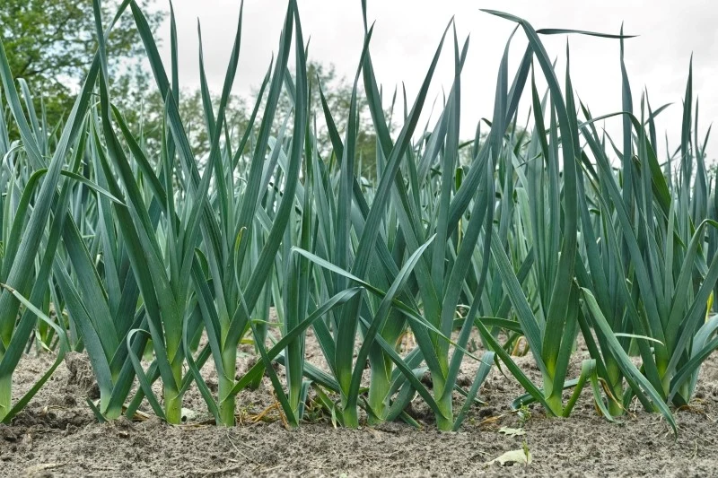 W czerwcu por wymaga m