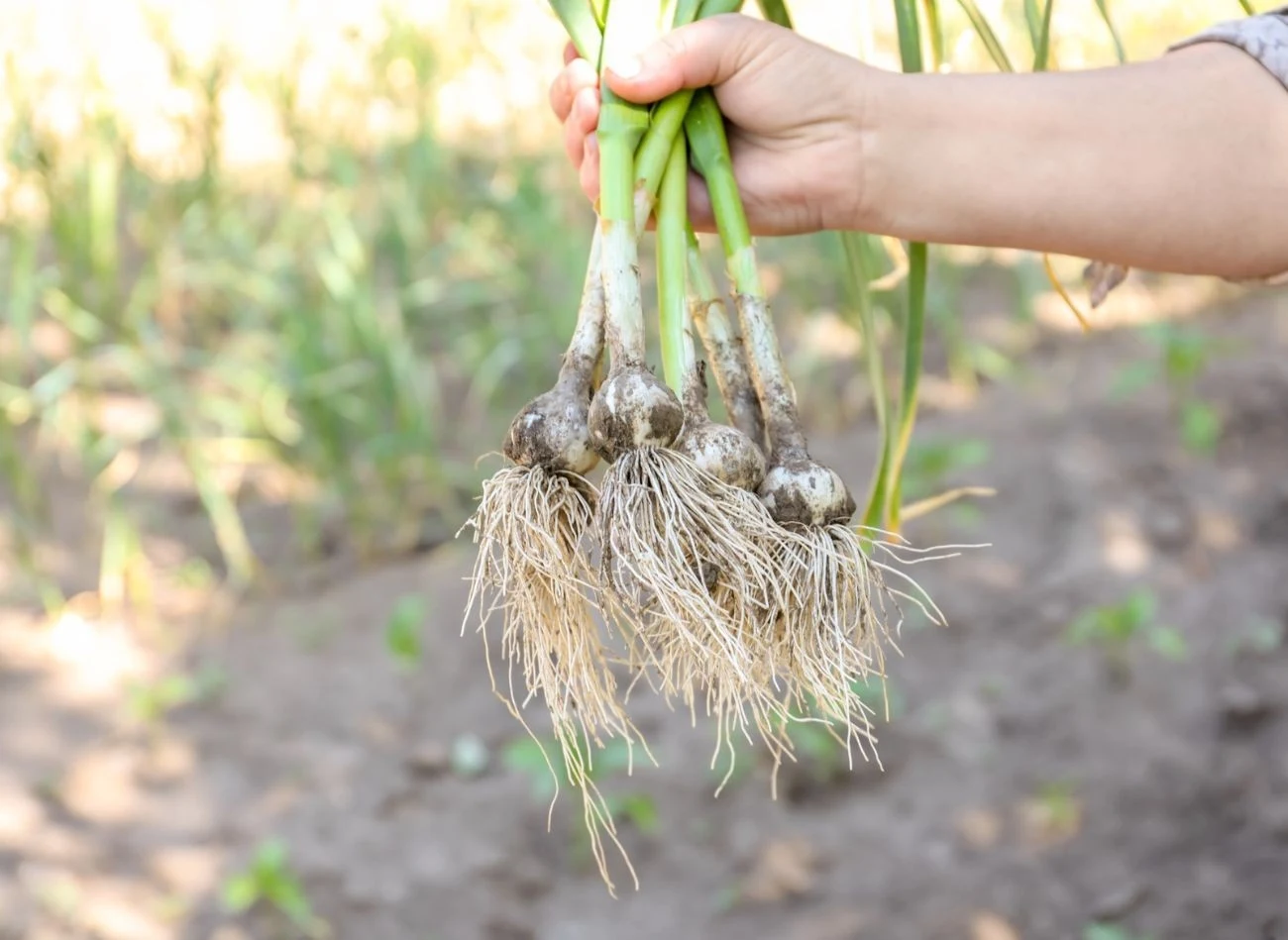 Co do zasady, czosnek lepiej zebrać wcześniej niż za późno