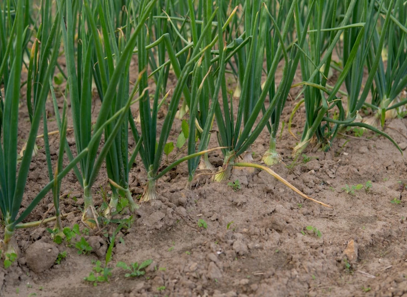 Jak sprawdzić, czy cebula jest gotowa do zbioru