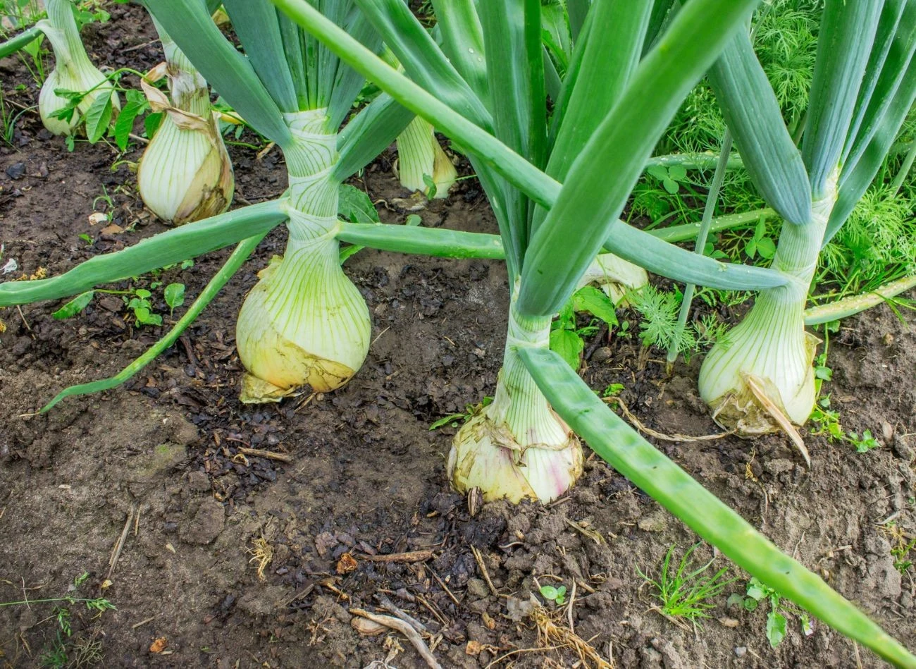 Co zrobić, żeby główki cebuli były duże