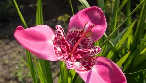 Tygrysówka pawia to meksykańska bylina o przepięknych kwiatach.