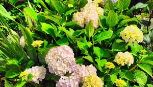 Jest kilka czynników, które wpływają na kwitnienie hortensji. Co zrobić, żeby miała dużo kwiatów?/Deccoria.pl