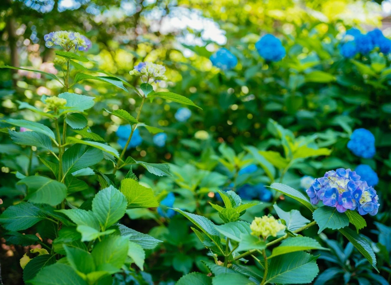 Jednym z powodów słabego kwitnienia hortensji może być niedostateczna ilość wody