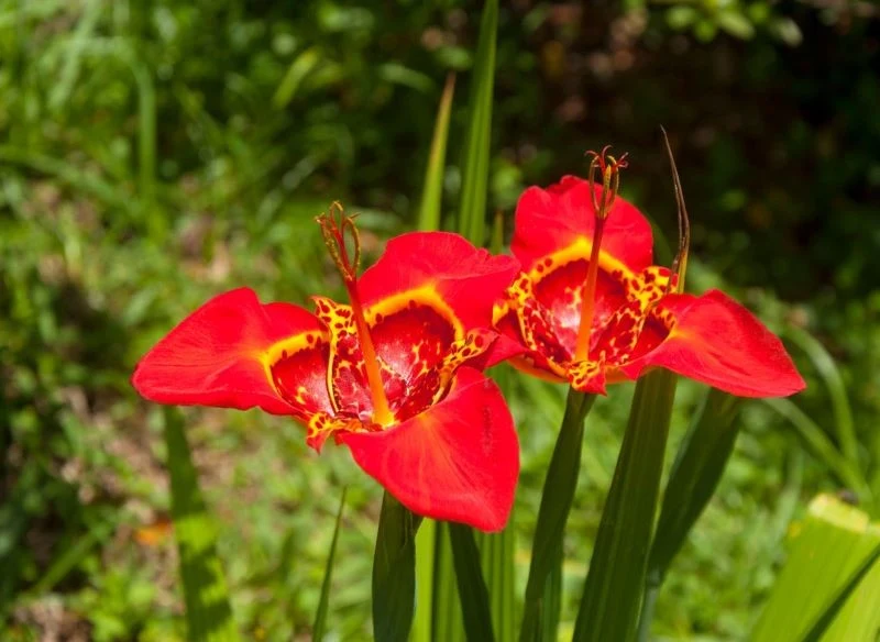 Tygrysówkę pawią przed zimą trzeba wykopać z ziemi