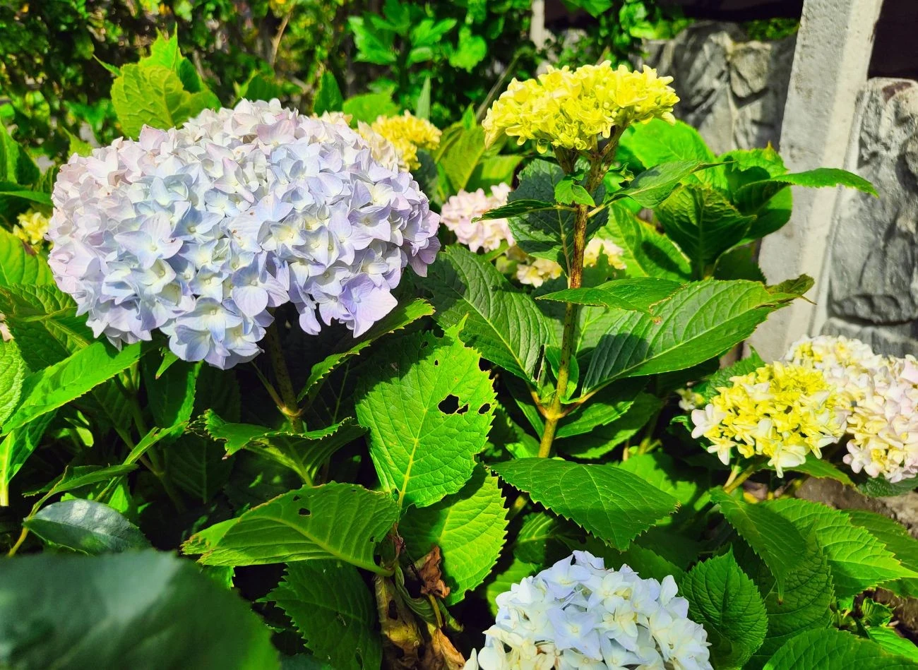 Jakimi nawozami najlepiej dokarmiać hortensje