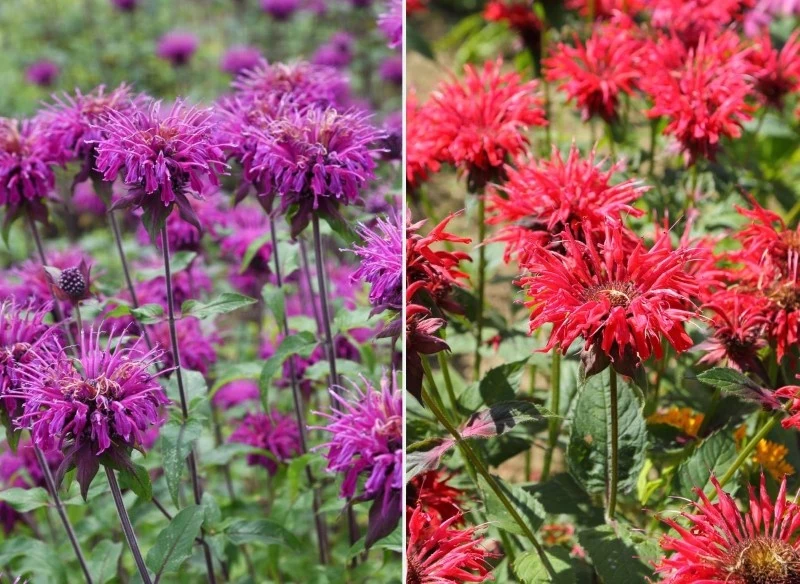 Pysznogłówki występują w różnych wariantach kolorystycznych