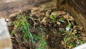 Poznaj przyczyny nieprzyjemnego zapachu z kompostownika.