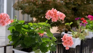Uprawa pelargonii nie jest rudna, ale należy stosować się do kilku ważnych zasad, co zaprocentuje pięknymi roślinami na parapecie.