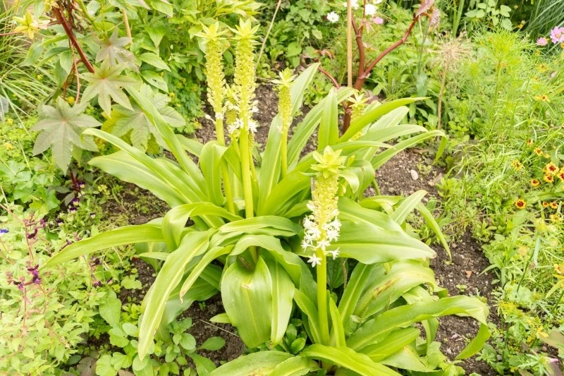 Lilię ananasową można sadzić zarówno samodzielnie, jak i w kompozycjach z innymi roślinami