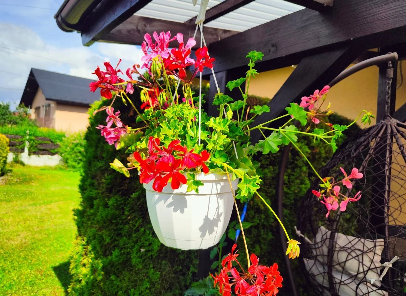 Pelargonie potrzebują przynajmniej sześciu godzin słońca, wtedy rosną i bujnie kwitną