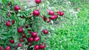 Kalwila Karminowa to stara odmiana jabłoni, o której mało kto pamięta.