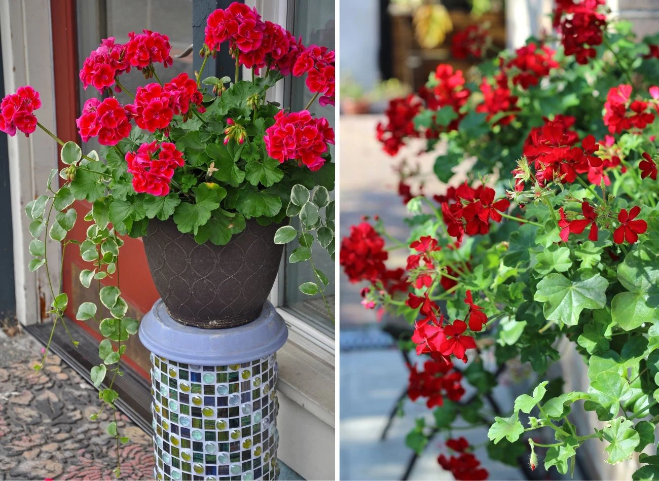 Do pelargonii potrzebny jest nawóz z o długim działaniu