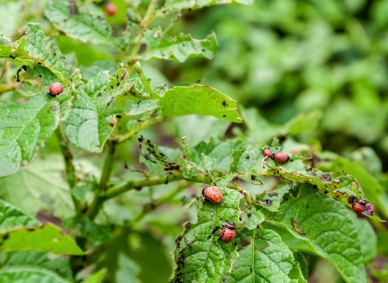 Stonka ziemniaczana atakuje nie tylko ziemniaki, ale również inne rośliny psiankowate