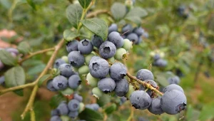 Poznaj proste zasady uprawy borówki amerykańskiej testowane przez ogrodnika.