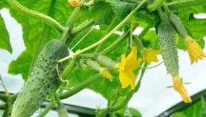 Oprysk z wody utlenionej  chroni ogórki przed chorobami a także ma wpływ na ich plonowanie.