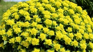 Wilczomlecz pstry to piękny gatunek, który możemy uprawiać w ogrodzie.