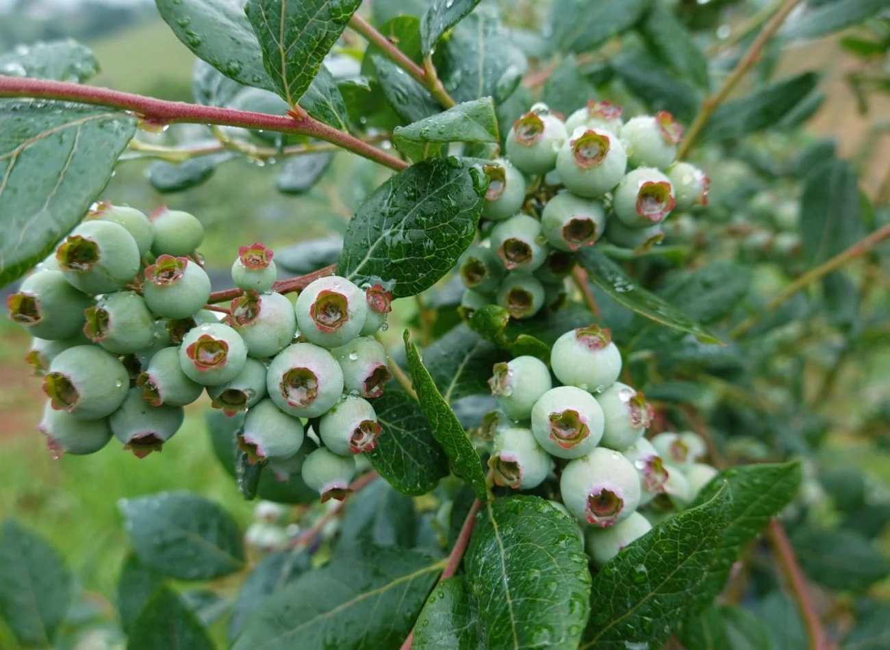 Borówka amerykańska owocuje na nowych pędach, więc przycinanie to ważny zabieg