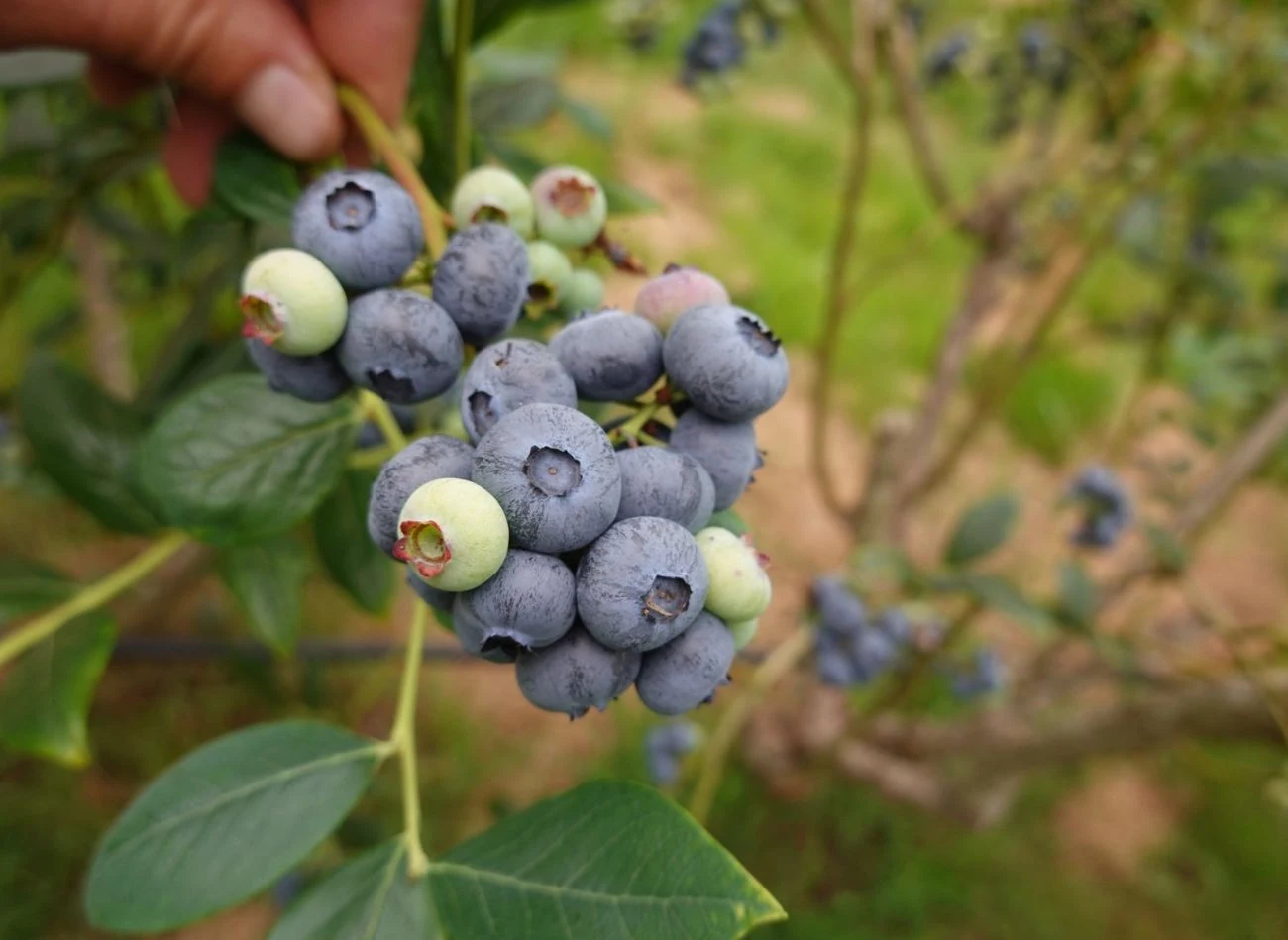 Na owocowanie borówki wpływa miejsce - najlepsze jest jasne, słoneczne i osłonięte od wiatru