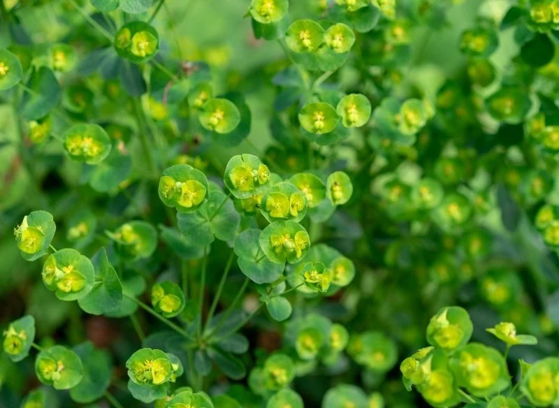 Nie wszystkie wilczomlecze przypominają kaktusy
