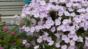 Odżywka ze skórek banana to niezawodny sposób na bujne kwitnienie petunii i surfinii.