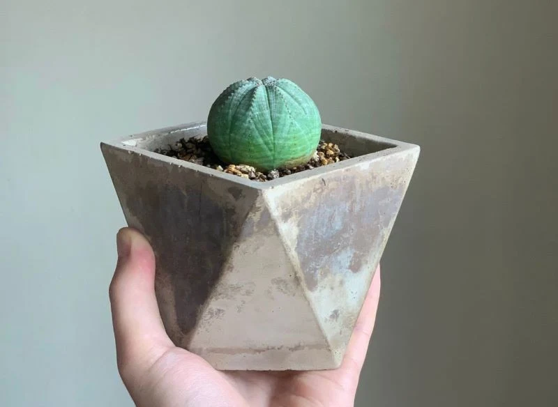 W naszym klimacie wilczomlecz opasły nadaje się tylko do uprawy w doniczce