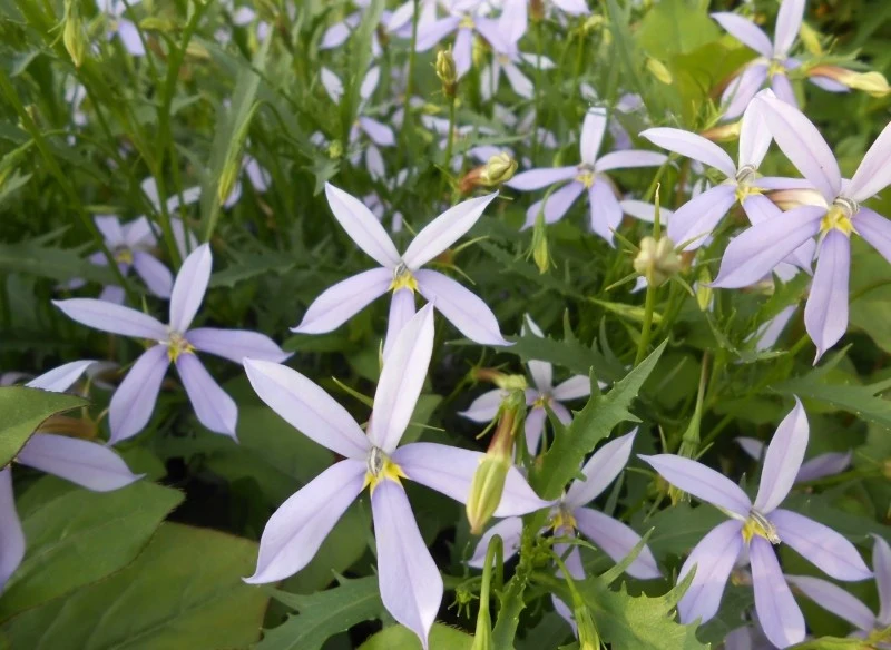 W Polsce laurencja jest uważana za roślinę jednoroczną, choć można spróbować ją przezimować