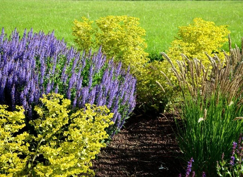 Wilczomlecze pięknie prezentują się w aranżacjach z lawendą