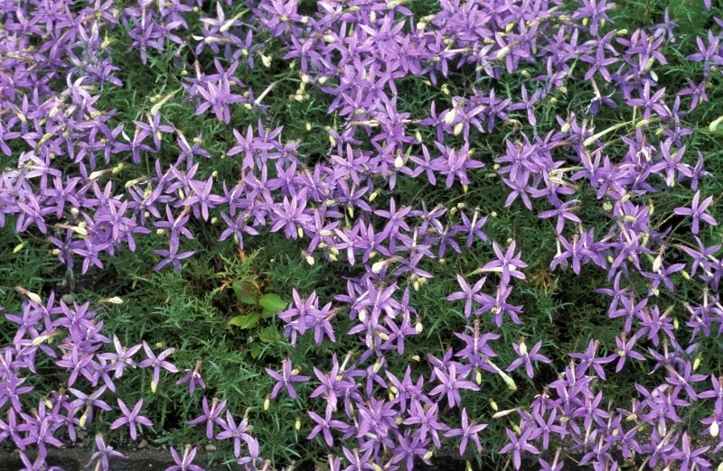 Laurencja najlepiej rośnie w miejscach słonecznych i półcienistych