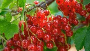 Na obfite owocowanie porzeczki, agrestu i truskawek świetnie działa nawóz z czerstwego chleba. Jak go przygotować?