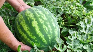 Jak pielęgnować arbuzy w czerwcu? Wypróbuj te domowe odżywki, a owoce będą duże, słodkie i soczyste.