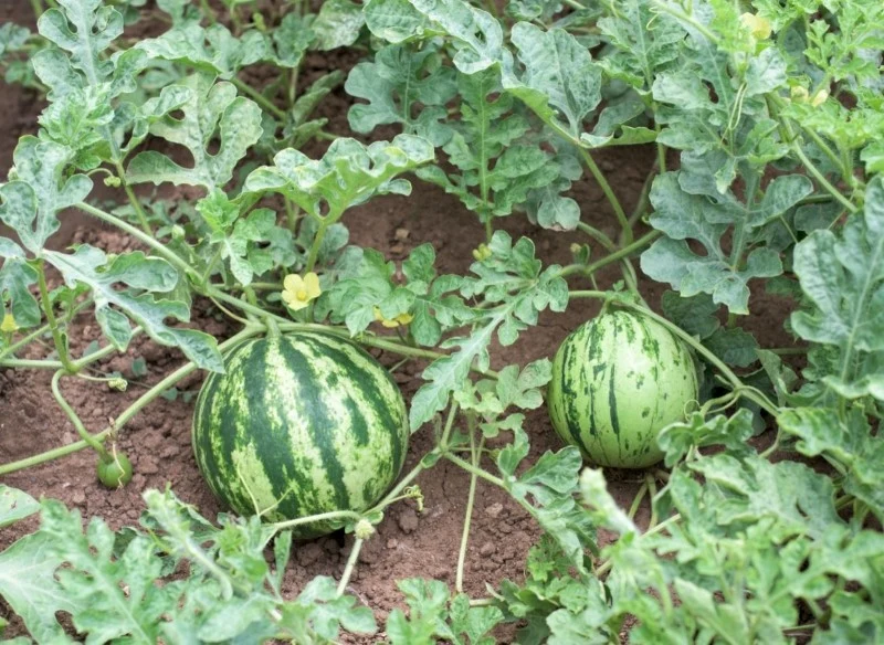 Arbuzy potrzebują nawożenia, aby móc wydawać duże i soczyste owoce