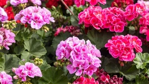 Jak uprawiać pelargonie, by jak najdłużej kwitły i nie chorowały? Zastosuj 7 zasad.