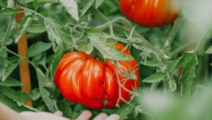 Do podlewania pomidorów, ogórków i papryki użyj roztworu wapienno-fosforowego. Jak go zrobić?