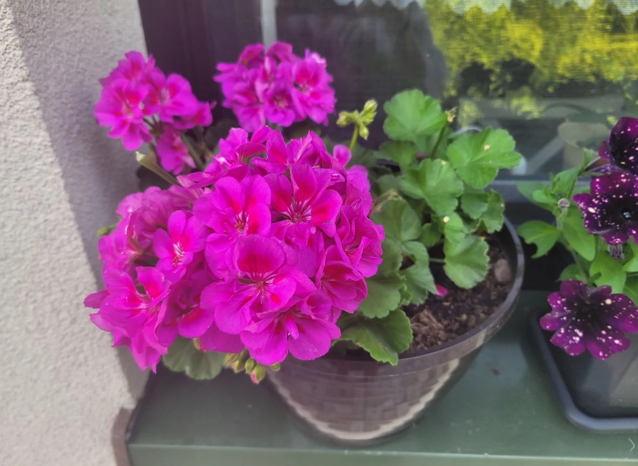 Pelargonie potrzebują dużo światła i dobrej jakości podłoża