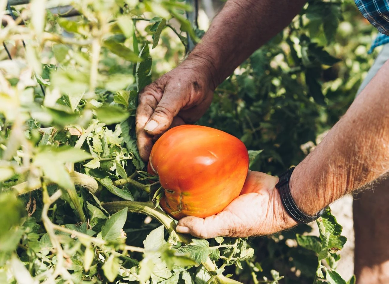 Roztwór wapienno-fosforowy działa na pomidory jak stymulator wzrostu