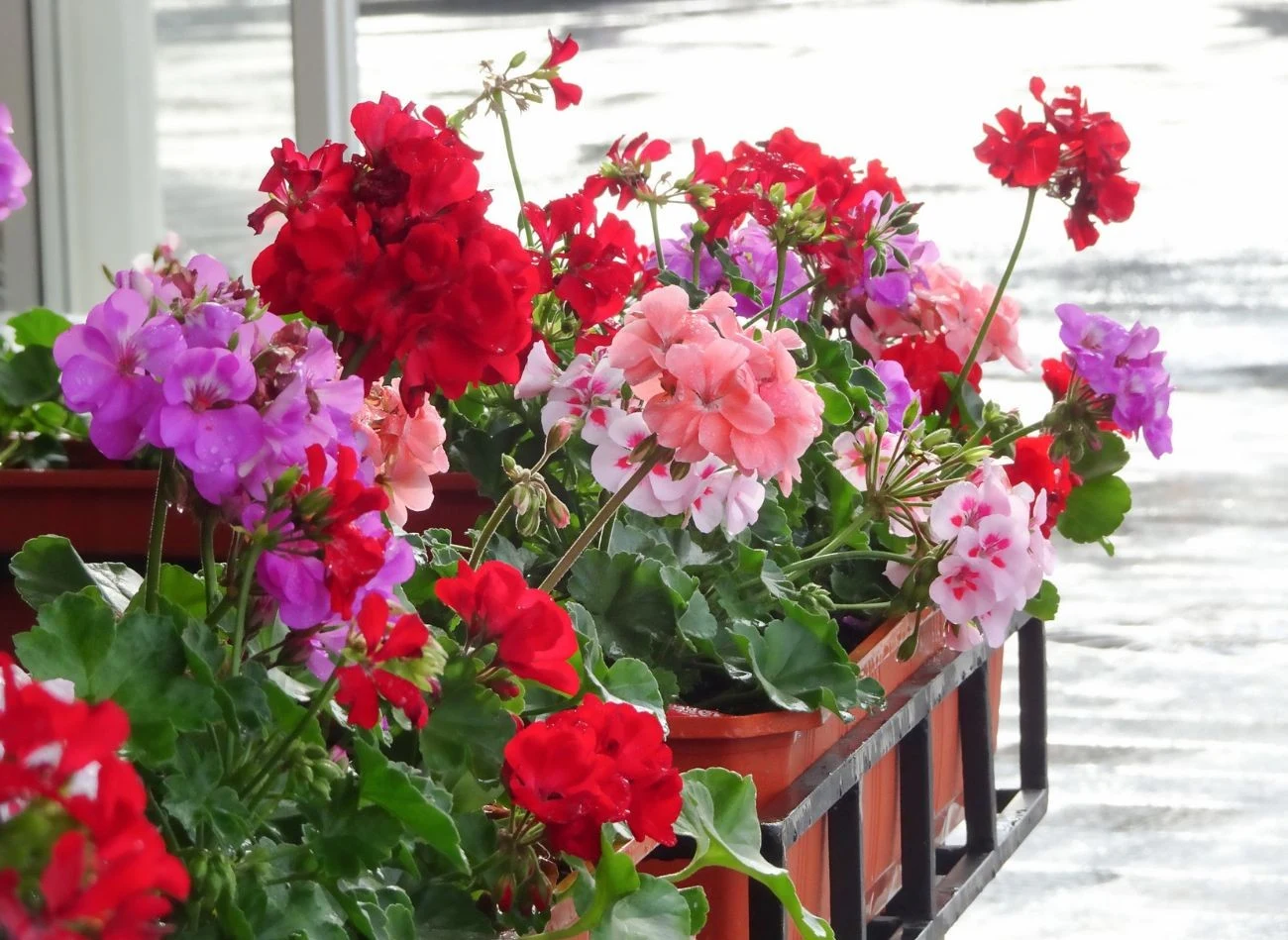 Pelargonie trzeba podlewać z umiarem