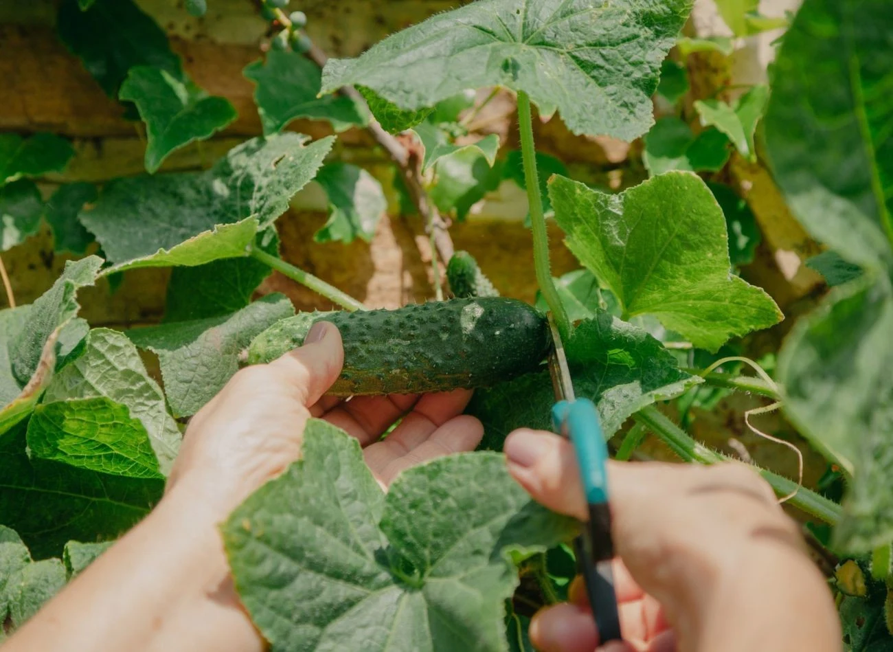 Wody wapienno-fosforowej do podlewania warzyw nie wolno ogrzewać