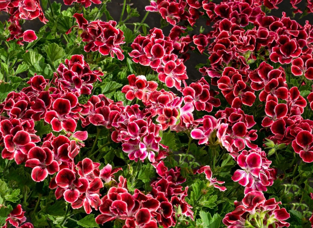 Ważnym zabiegiem jest usuwanie przekwitniętych kwiatostanów pelargonii