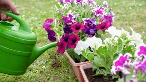 Kiedy i jak często podlewać kwiaty na balkonie? Weź pod uwagę wymagania kwiatów
