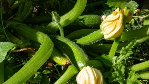 Wyjaśniamy, dlaczego liście cukinii żółkną.