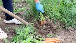 Marchew nie jest szczególnie wymagająca w uprawie. Mimo to wymaga regularnego podlewania, nawożenia czy odchwaszczania.