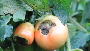 Szok, na pomidorach już są ciemne plamy. Ratuj uprawę przed suchą zgnilizną pomidora