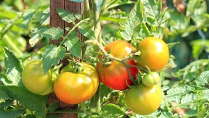 Do prawidłowego wzrostu i obfitego plonowania pomidory potrzebują m.in. boru. Jak dostarczyć pierwiastek krzakom?