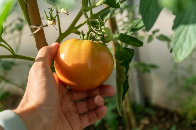 Dokarmianie pomidorów borem pomoże zwiększyć plony nawet o 20-30 proc