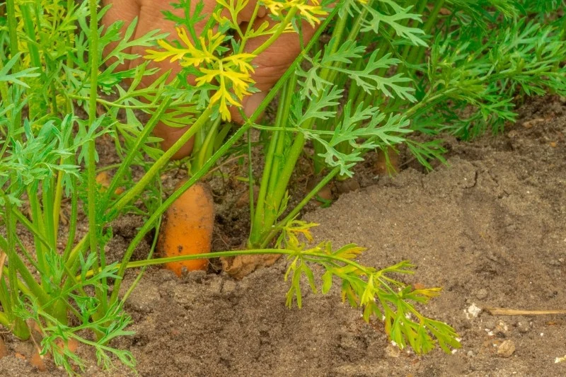 Optymalny termin zbioru marchewki to druga połowa września do połowy października