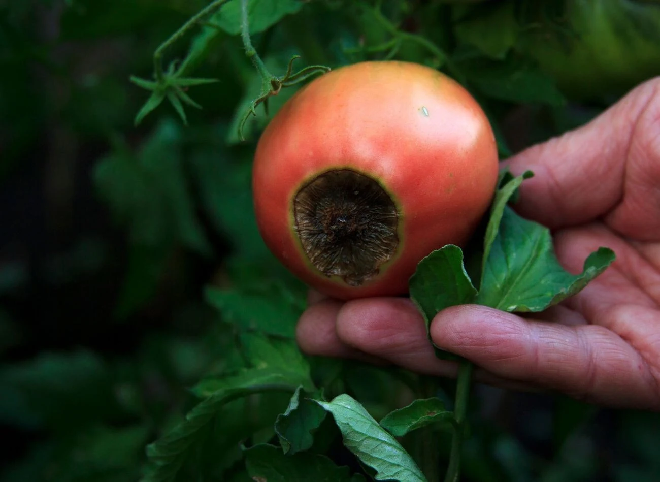 Jak walczyć z suchą zgnilizną wierzchołka pomidora