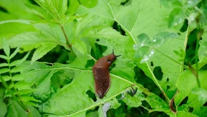 Czy fusy z kawy pomagają na ślimaki? Amerykańscy naukowcy znaleźli odpowiedź na to pytanie.