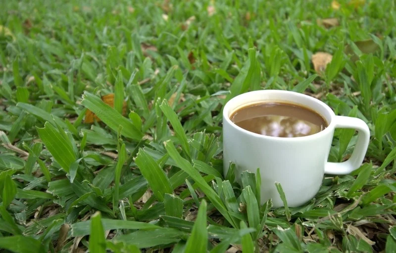 Filiżanka pysznej, aromatycznej kawy pomoże zwalczyć ślimaki w ogrodzie