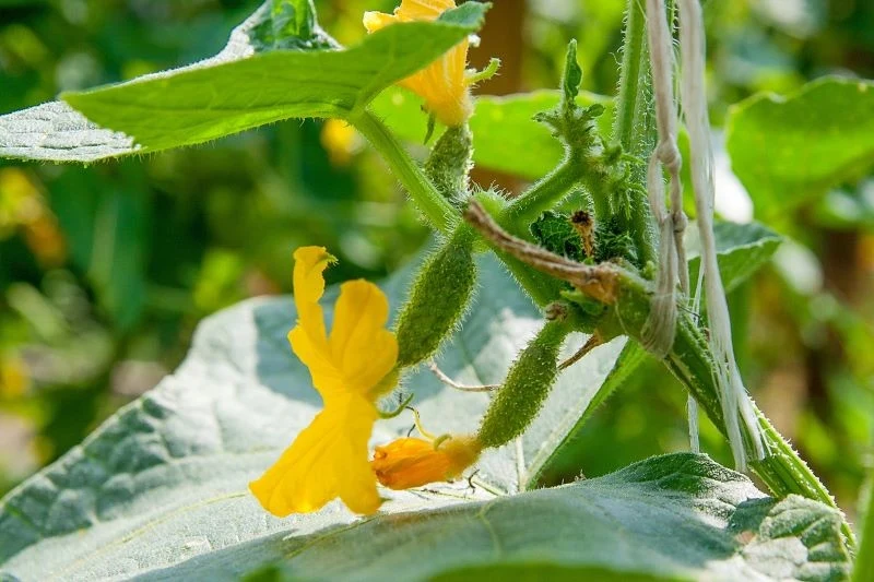 Ogórki warto zasilać naturalną odżywką na bazie octu