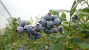 Jak zadbać o borówkę amerykańską w czerwcu? Nawożenie jest bardzo ważne.